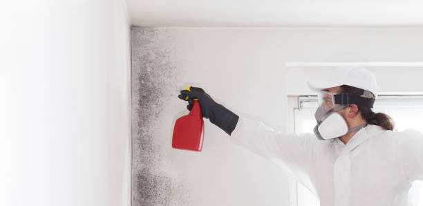Best Residential Mold Remediation in Arthurtown, SC